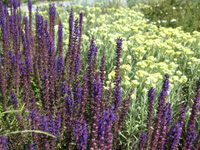 Salvia n. Caradonna.jpg_s.jpg